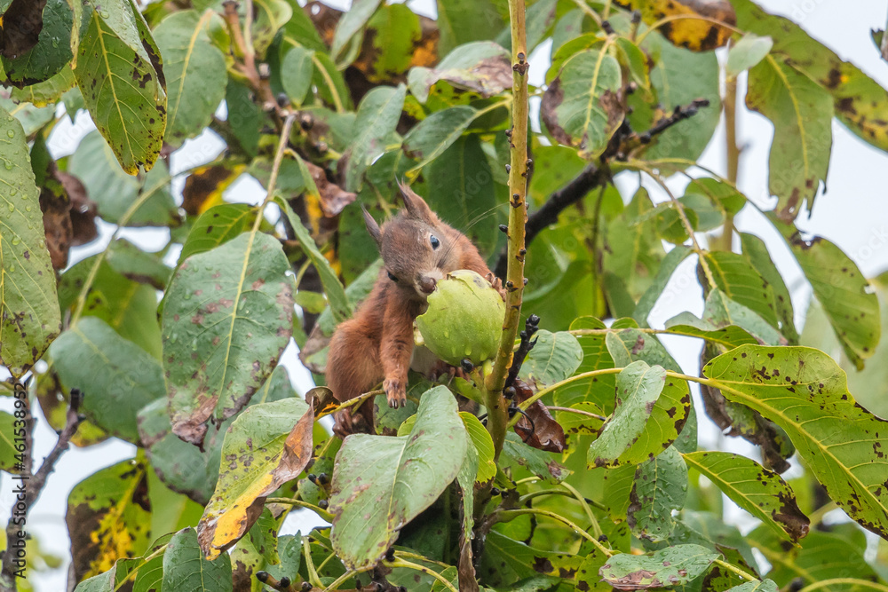 Fototapeta premium eichhörnchen