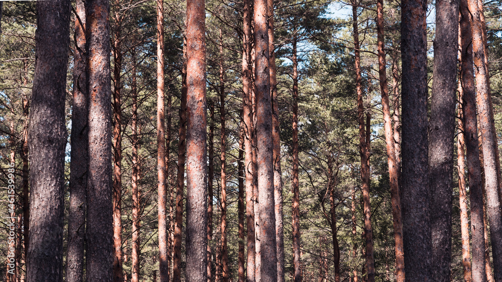 Obraz premium Pine tree trunks, closer and farther, natural background in brownish tones