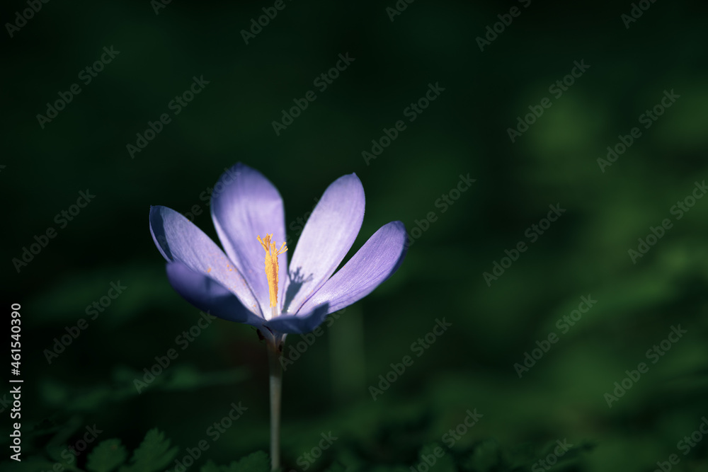 Wildflower Colchicum autumnale commonly known as autumn crocus Wildflower Colchicum autumnale commonly known as autumn crocus