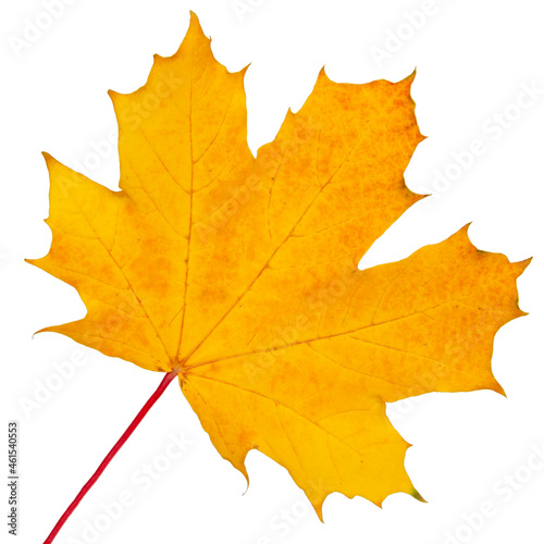 Beautiful bright orange autumn leaf isolated on the white background