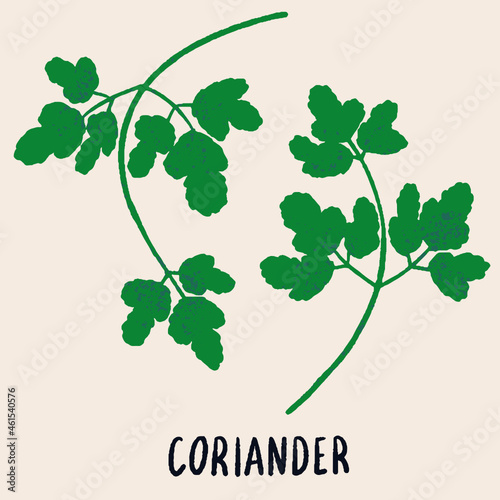 Coriander branches. Herb isolated vector illustration in hand drawn flat style. Food magazine illustration