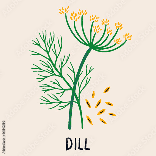 Dill branch, flower and seeds. Herb isolated vector illustration in flat style