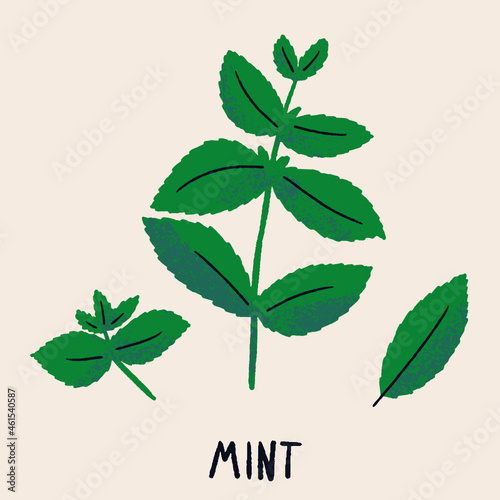 Mint branch and leaves. Herb isolated vector illustration in hand drawn flat style. Food magazine illustration