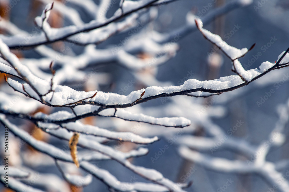 Snow-covered tree branches in the forest on a dark background