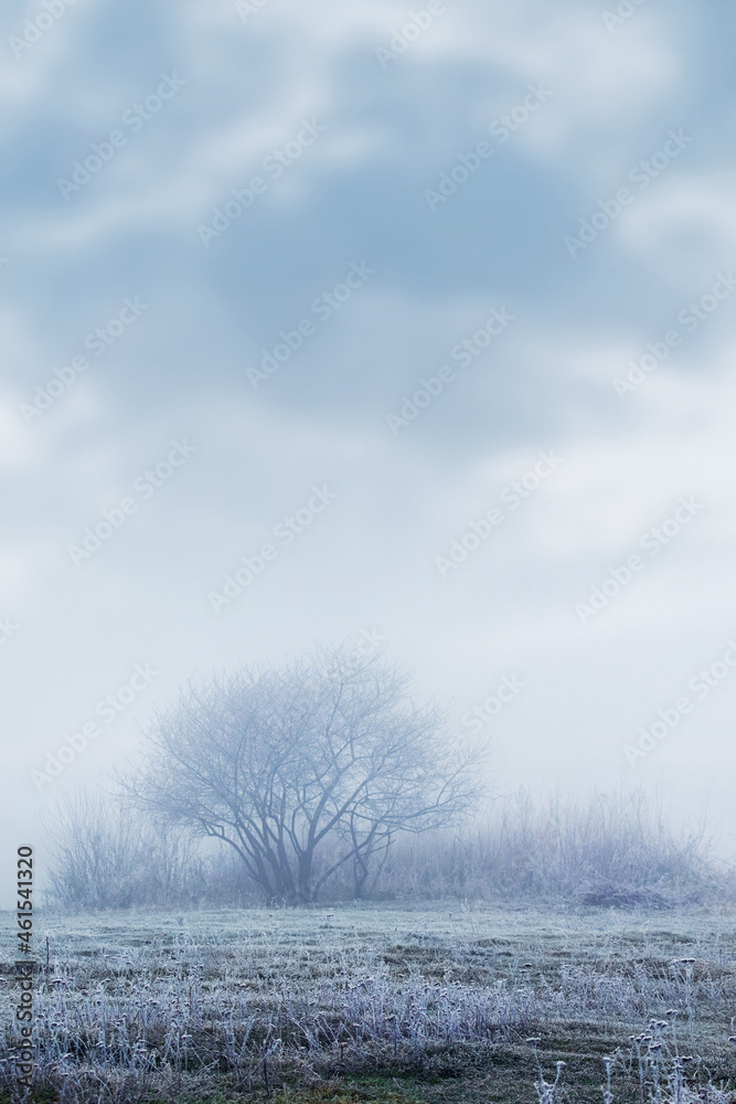 Winter view with covered hoarfrost grass and trees in the morning mist Winter view with covered hoarfrost grass and trees in the morning mist