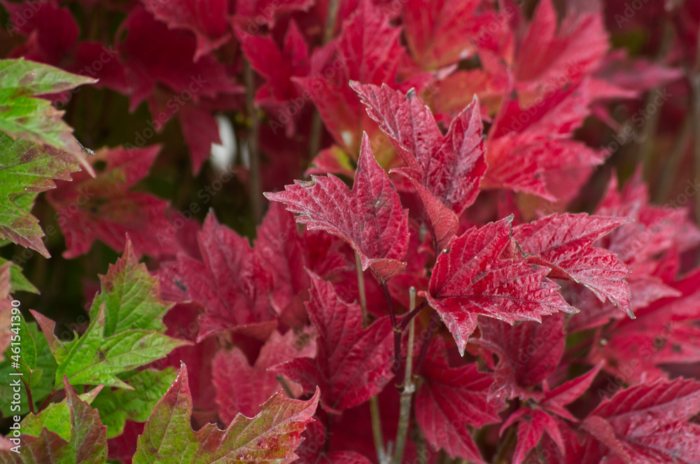 Autumn Leaves in a Garden Autumn Leaves in a Garden