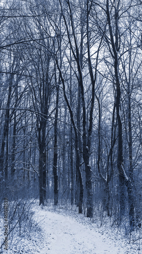 Tall trees in a snowy winter forest, a snow-covered road in the woods