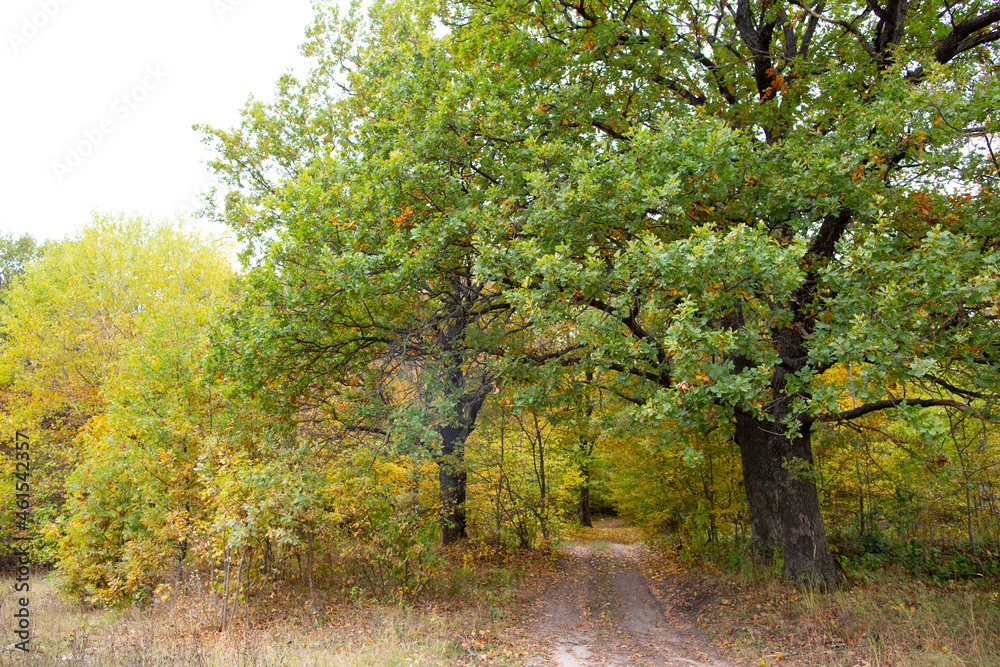 Fototapeta premium Road in the autumn forest with yellow leaves.