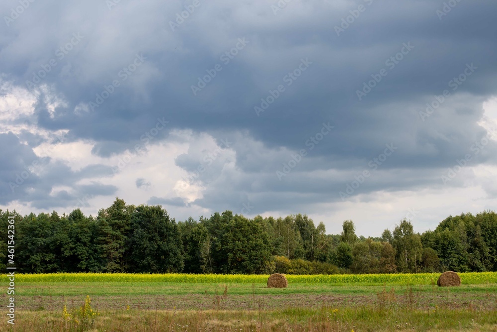 Autumn rural landscape. Fields on the background of the forest. Stormy sky. Rapeseed and grasslands. Poland Mazovian September