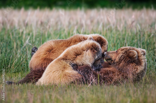 Fototapeta Grizzly bear mother nursing cute cubs in Alaskan meadow