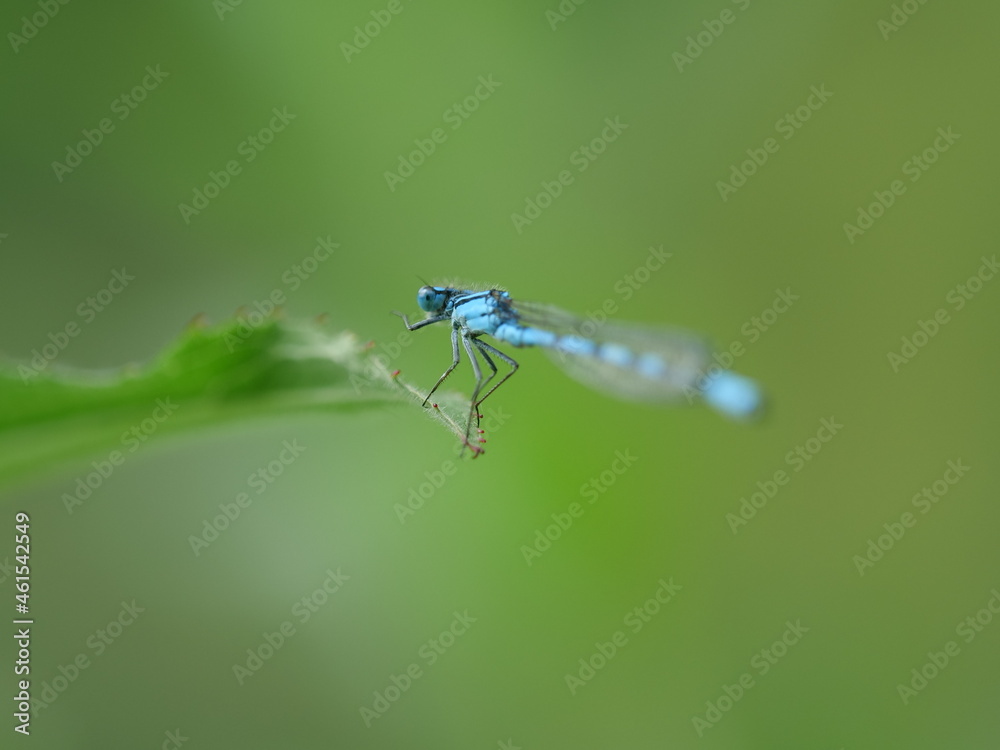 dragonfly on a green leaf dragonfly on a green leaf