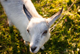 small cute goatportrait of a small cute white goat that will sit in the meadow.