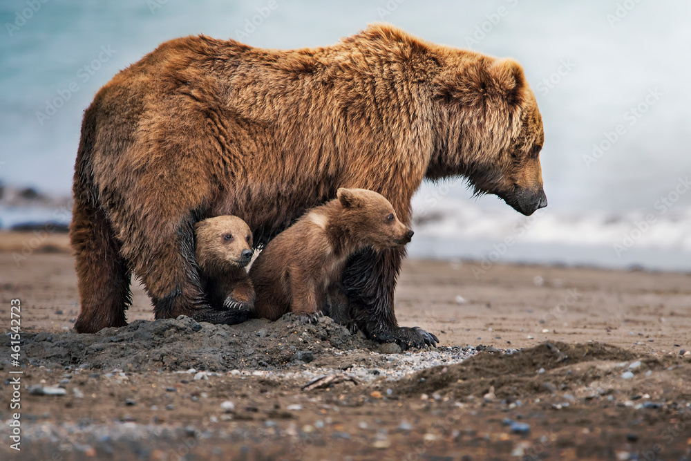 Grizzly bear mother protecting cute cubs on Alaskan beach - obrazy, fototapety, plakaty 
