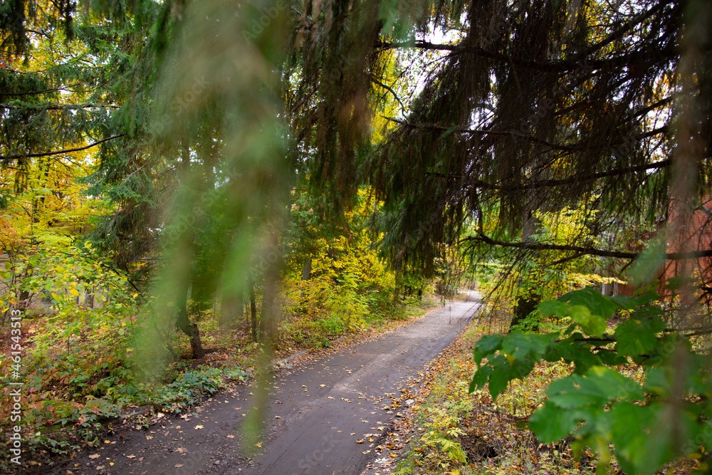 Obraz premium Road in the autumn forest with yellow leaves.