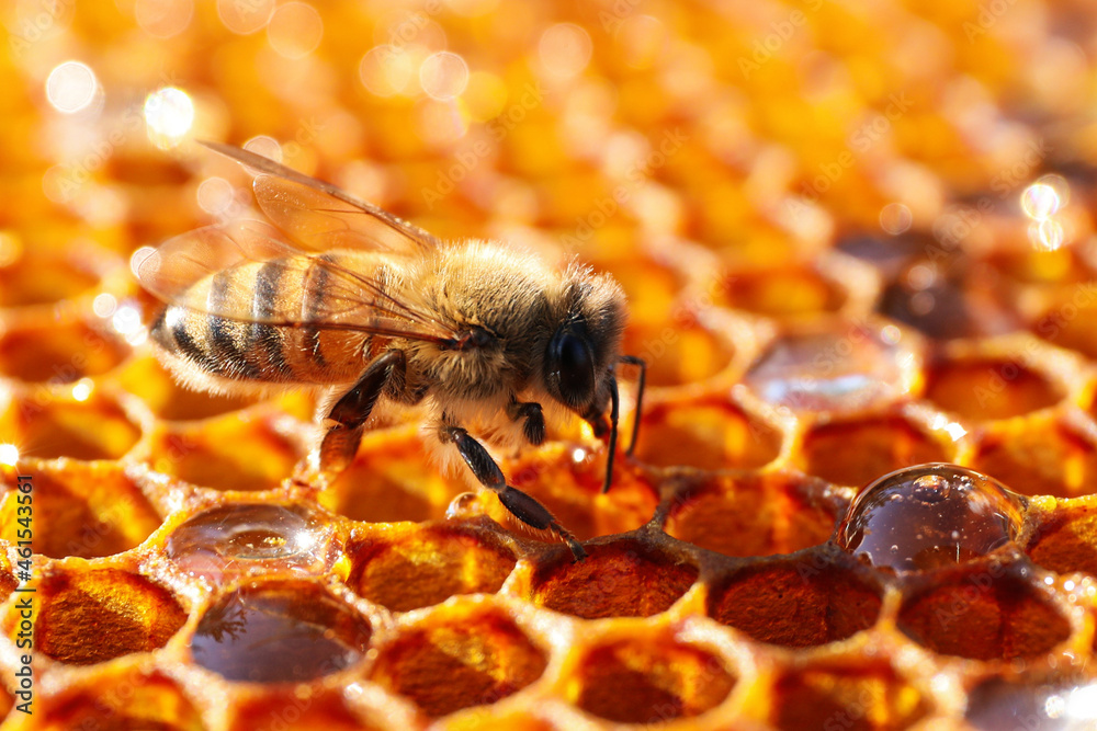 Closeup view of fresh honeycomb with bee Closeup view of fresh honeycomb with bee
