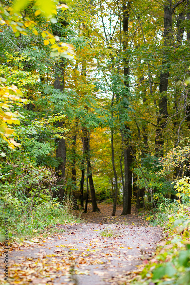 Fototapeta premium Road in the autumn forest with yellow leaves.