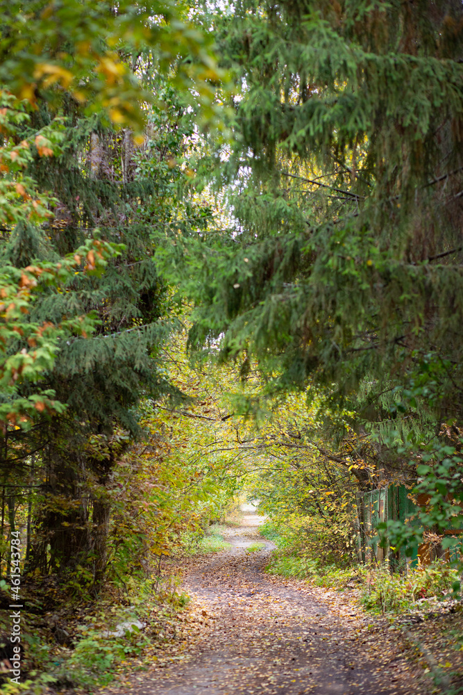 Obraz premium Road in the autumn forest with yellow leaves.
