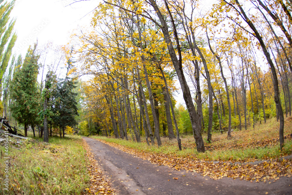 Walkway in the autumn park.