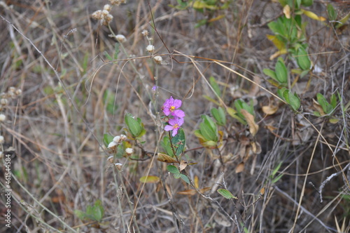 savanna flower