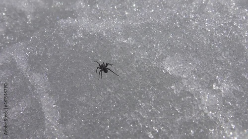 The Wolf spider (Lycosidae) is active at the end of winter despite the snow cover photo