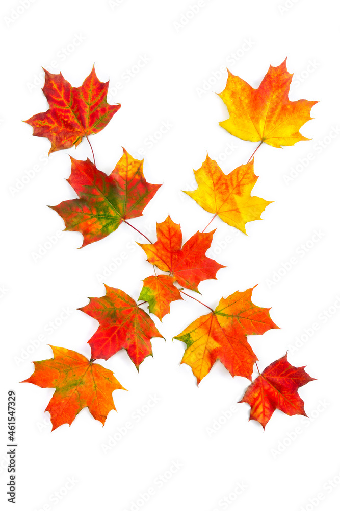 Letter X of colorful autumnal maple leaves on white background. Top view, flat lay Letter X of colorful autumnal maple leaves on white background. Top view, flat lay