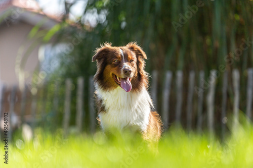 Portrait of a chocolate brown colored australian shepherd outdoors