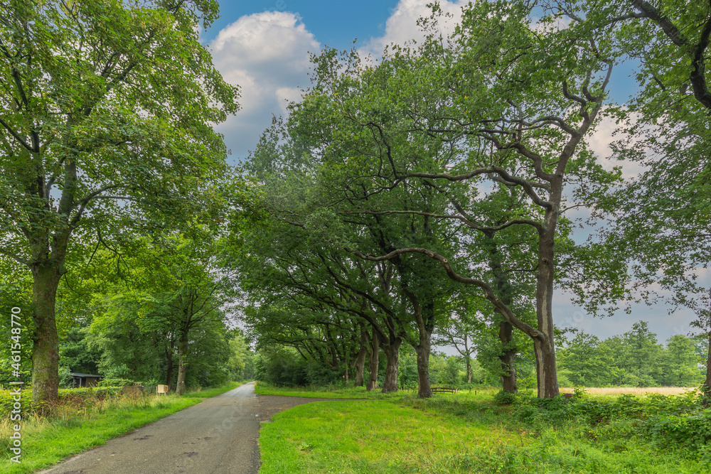 Koelandsdijk as an access road to the Balloërveld with mature oak trees on both sides on the edge of the stream valley of the Rolder Diep near Rolde in the Netherlands