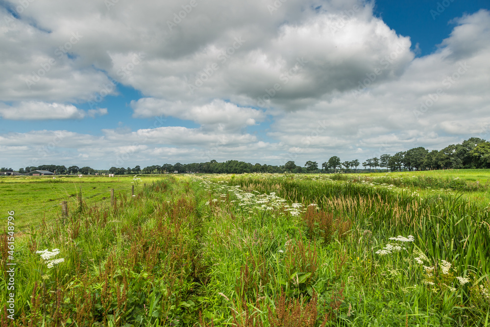 Flowery landscape with Sorrel, Rumex, and Common or European Hogweed, Heracleum sphondylium, and grasses along the banks of the Rolder Diep near Anderen in the Dutch province of Drenthe