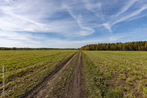 Dirt road through the green field to the horizon. Farming landscape with clear blue sky. Panoramic picture with country road.