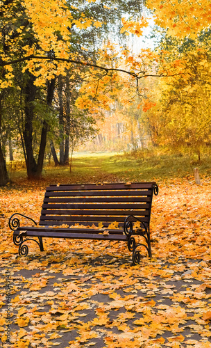 wooden bench in the park on a sunny autumn day. 