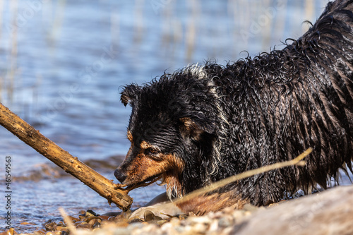 Portrait of an australian shepherd dog at the beach photo