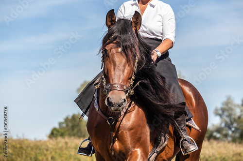 classical horse riding with riding skirt on a bay P.R.E. horse with long mane. Working equitation