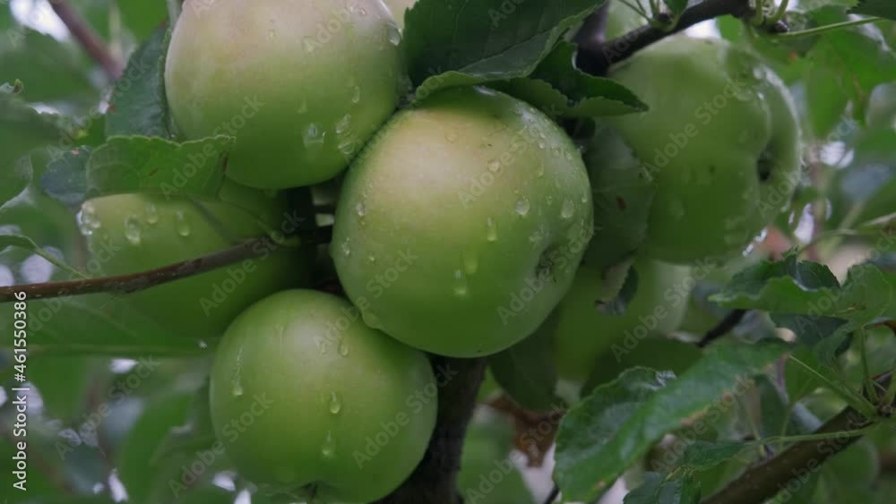 Fresh red apples in organic orchard after rain. It rains and drips on the apples hanging on the branch. Fresh red apples in organic orchard after rain. It rains and drips on the apples hanging on the branch.