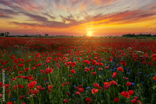 Beautiful sunrise over red poppies field