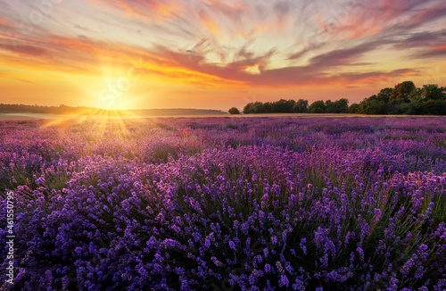 Beautiful summer sunset over lavender fields