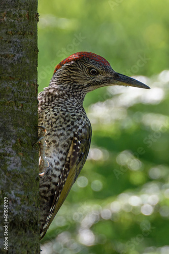 European green woodpecker bird (Picus viridis) on a tree trunk. Moravia. Czechia. Europe. 