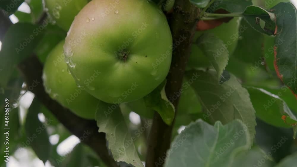 Fresh red apples in organic orchard after rain. It rains and drips on the apples hanging on the branch. Fresh red apples in organic orchard after rain. It rains and drips on the apples hanging on the branch.