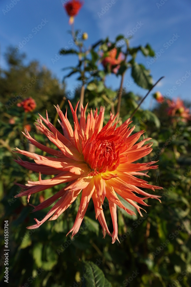 Dahlia cultivé orange, gros plan. Dahlia cultivé orange, gros plan.