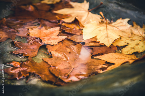 Dry autumn leaves on a puddle