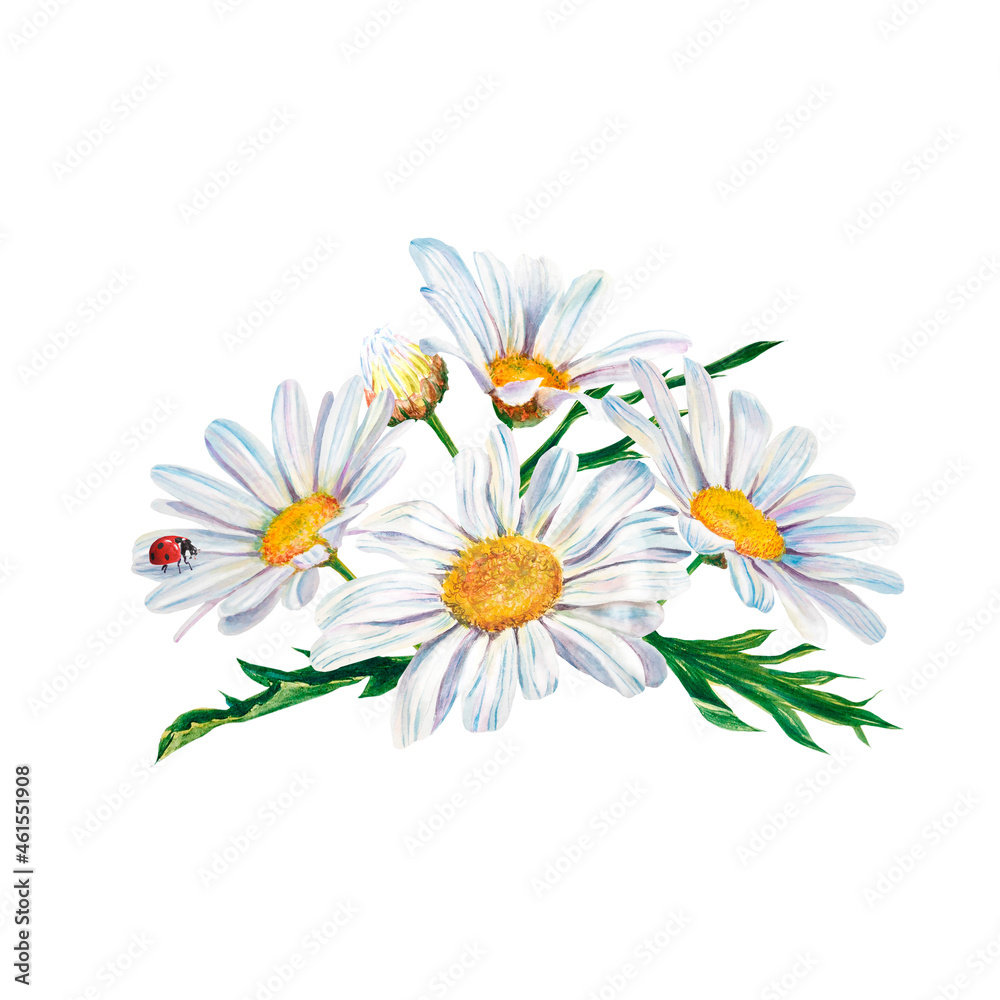 Fototapeta premium white daisy flowers watercolor illustration on white background, closeup. . Hand made drawing. bouquet
