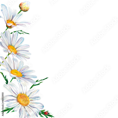 white daisy flowers watercolor illustration on white background  closeup. . Hand made drawing. frame