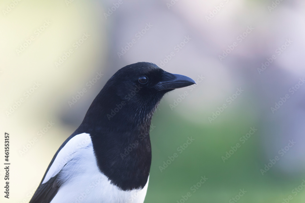European Magpie Pica pica in various poses European Magpie Pica pica in various poses