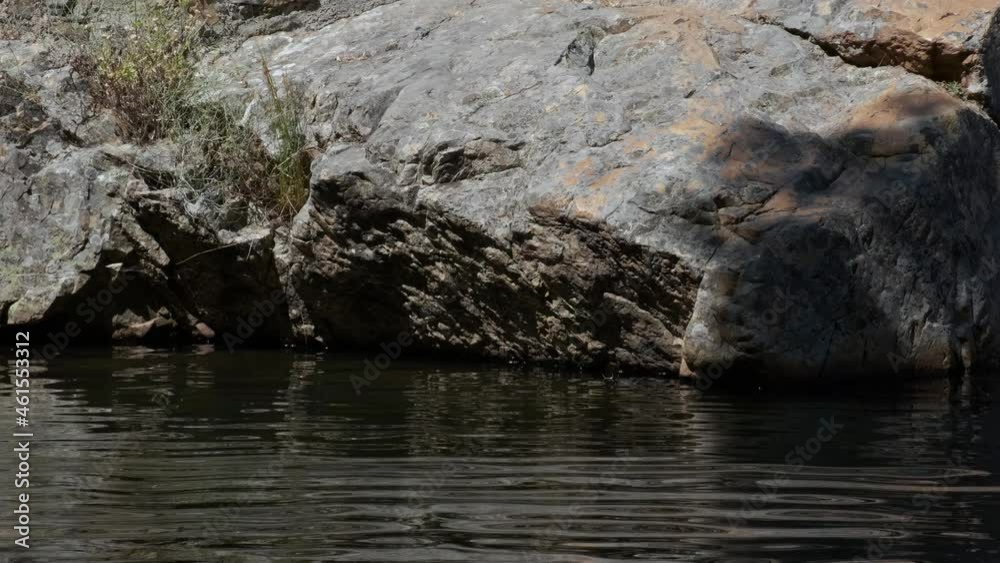 Water surface and shadow of plant over rock. Static view