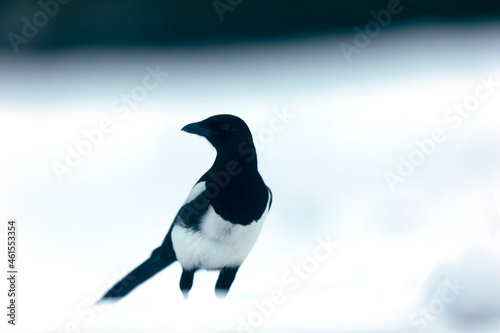 European Magpie Pica pica in various poses