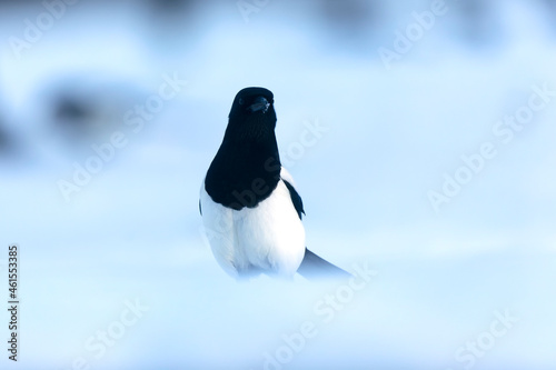 European Magpie Pica pica in various poses