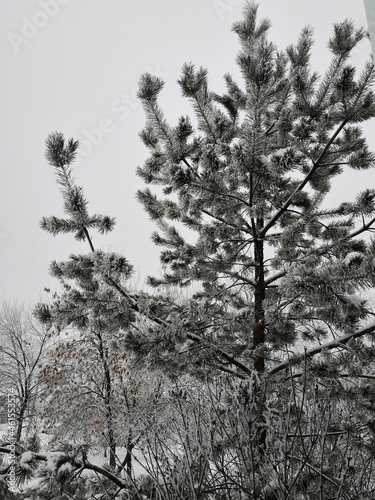 the bare needles of a coniferous tree in the forest froze in winter and were covered with frost