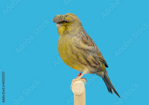 Gloster canary bird perched in softbox