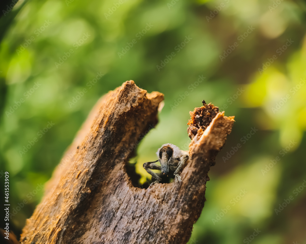 Fototapeta premium weevil