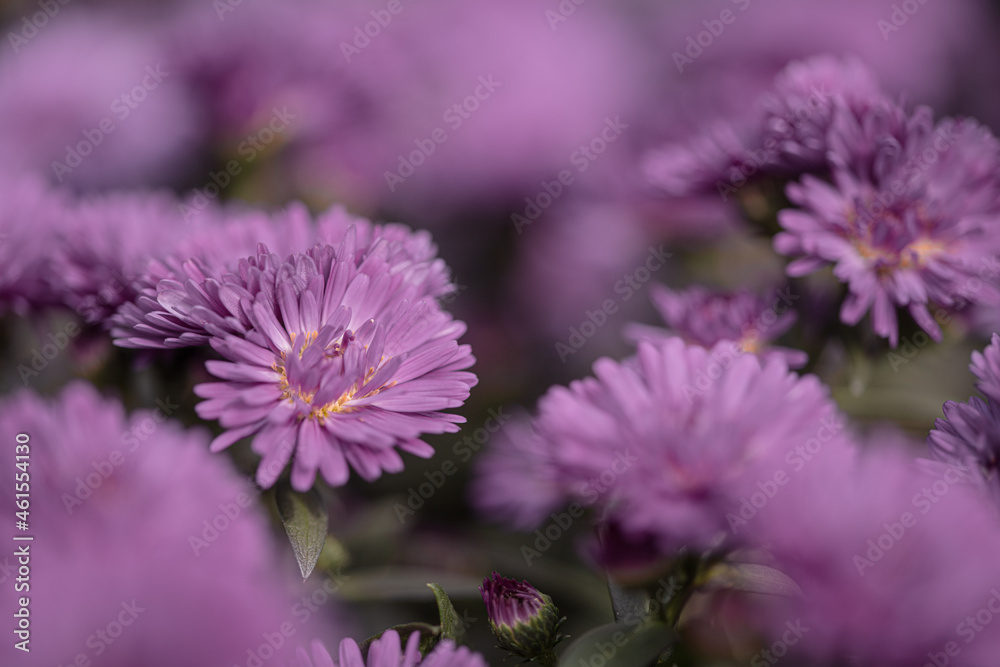 Obraz premium close up of a flower