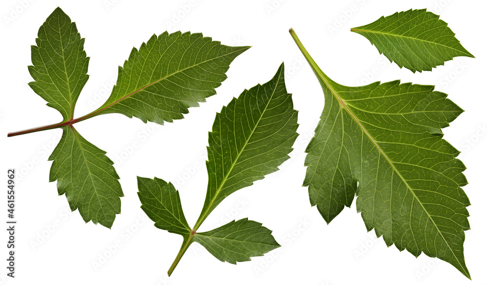 Fototapeta premium dahlia leaf isolated on white background